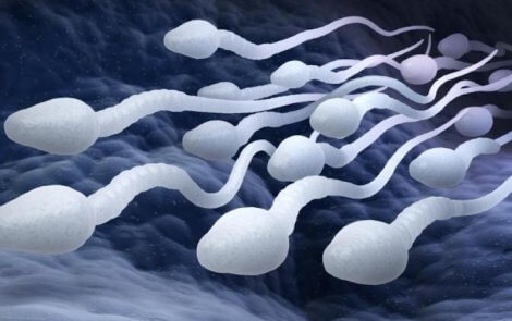 Les spermatozoïdes, garants de la fertilité masculine